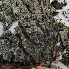 Heterodermia leucomelos