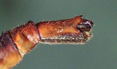 Lestinogomphus silkeae