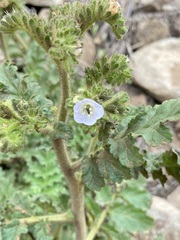 Phacelia ixodes