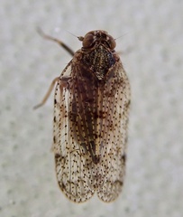 Tachycixius pilosus