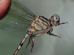 Lestinogomphus silkeae