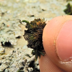 Leptogium laceroides