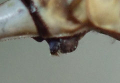 Lestinogomphus silkeae