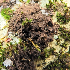 Leptogium laceroides