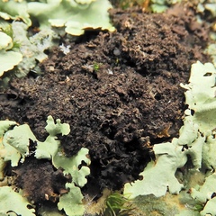 Leptogium laceroides