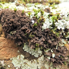 Leptogium laceroides