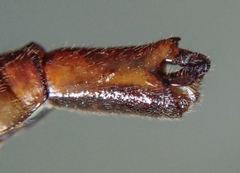 Lestinogomphus silkeae