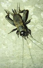 Gryllus campestris