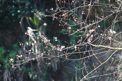 Prunus davidiana