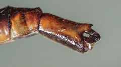 Lestinogomphus silkeae