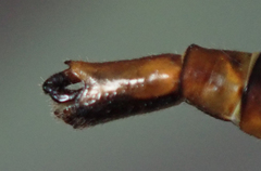 Lestinogomphus silkeae