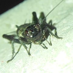 Gryllus campestris