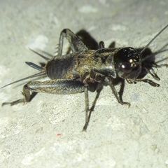 Gryllus campestris