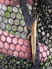 Leptysma marginicollis