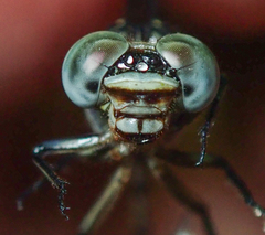Lestinogomphus silkeae