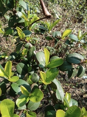 Pyracantha fortuneana