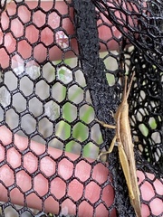 Leptysma marginicollis