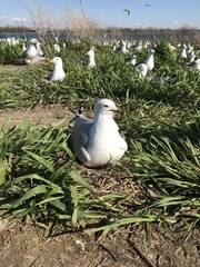 Larus delawarensis