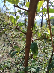 Pyracantha fortuneana
