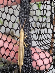 Leptysma marginicollis