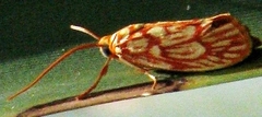 Lactura erythractis