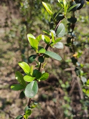 Pyracantha fortuneana