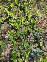 Pyracantha fortuneana