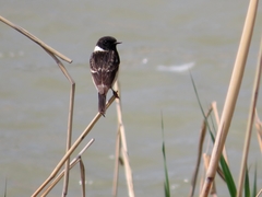 Saxicola maurus
