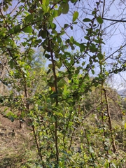 Pyracantha fortuneana
