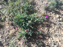 Lampranthus stayneri
