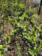 Pyracantha fortuneana