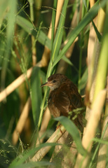 Catriscus brevirostris