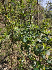 Pyracantha fortuneana