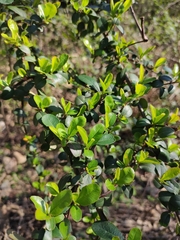 Pyracantha fortuneana