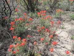 Castilleja lanata