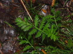 Tanacetum vulgare