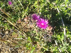 Lampranthus stayneri