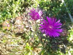 Lampranthus stayneri