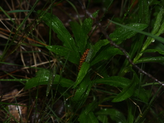 Solidago canadensis