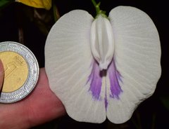 Centrosema sagittatum