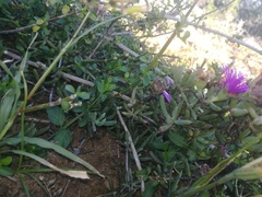 Lampranthus stayneri