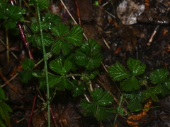 Geum urbanum