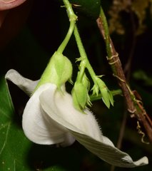Centrosema sagittatum