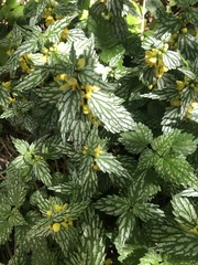 Lamium galeobdolon flavidum