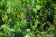 Calepina irregularis