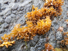 Nothogenia fastigiata