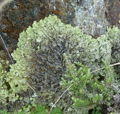 Pseudocyphellaria glabra