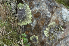Pseudocyphellaria glabra