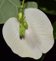 Centrosema sagittatum