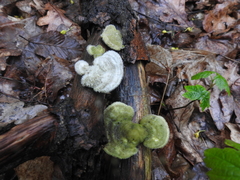 Trametes hirsuta